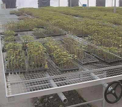 潮汐式灌溉移動苗床系統優特點